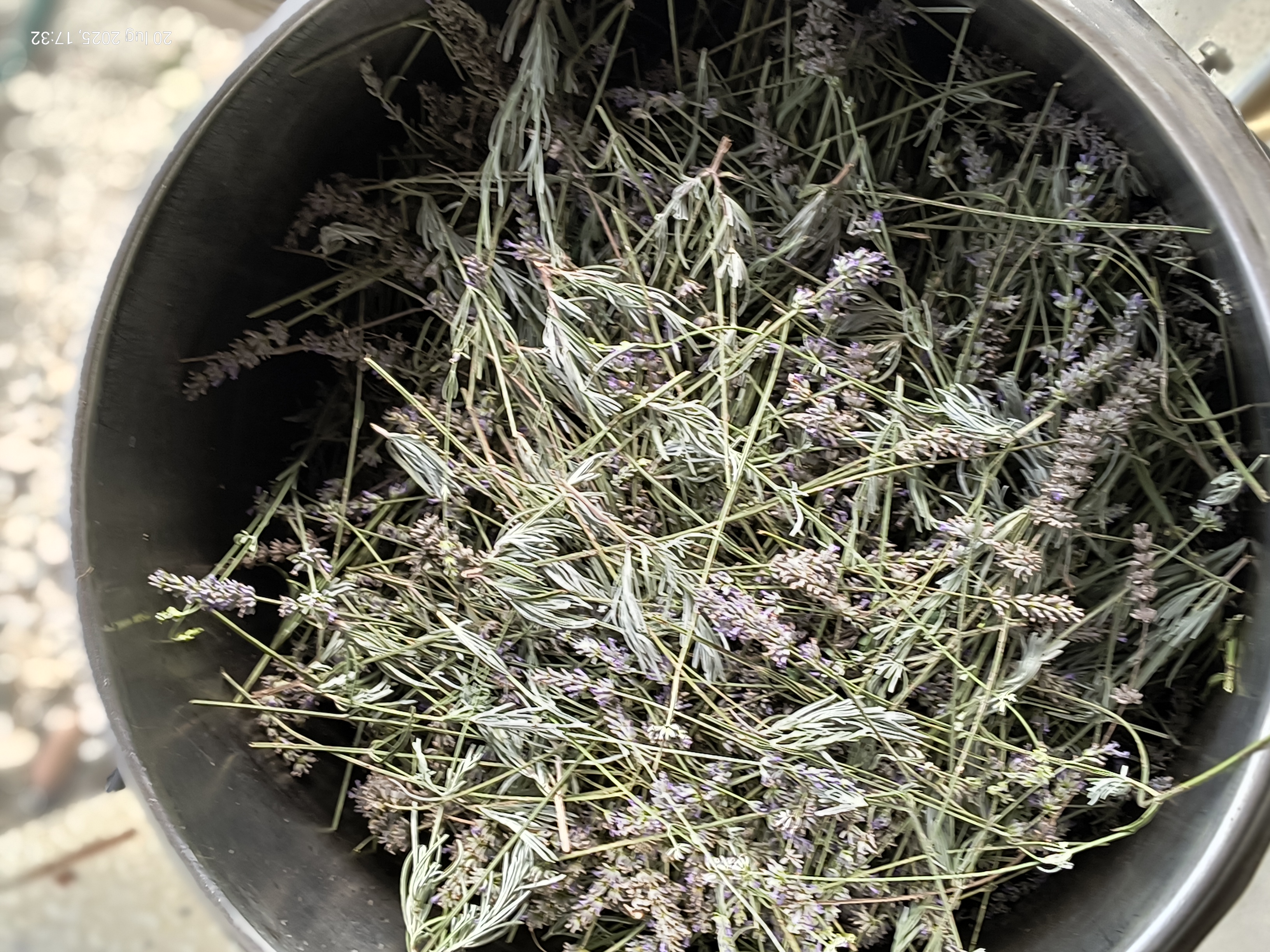 Lavanda nell'alambicco per tisane