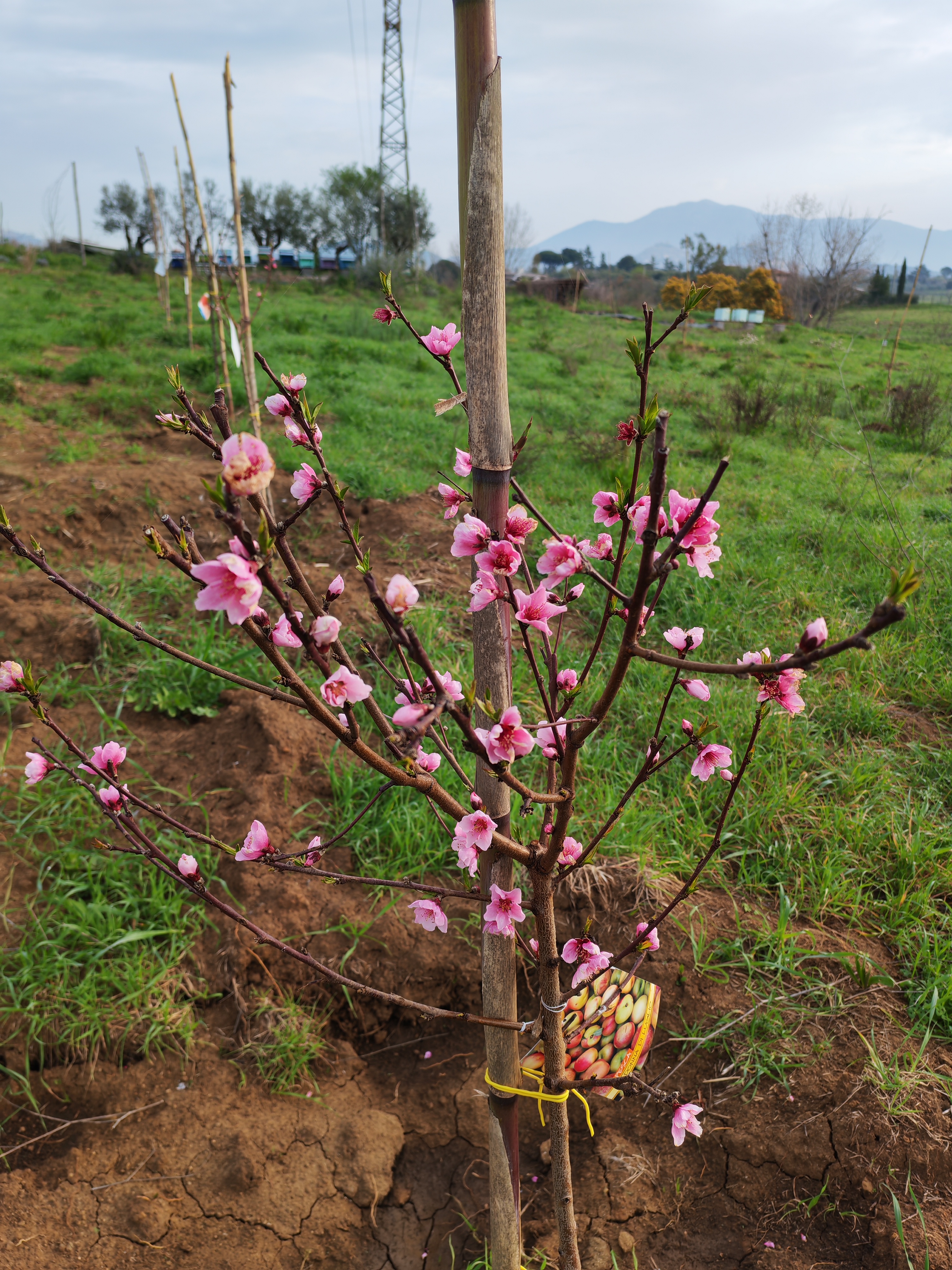 Albero da frutto in fiore a Colle Milone